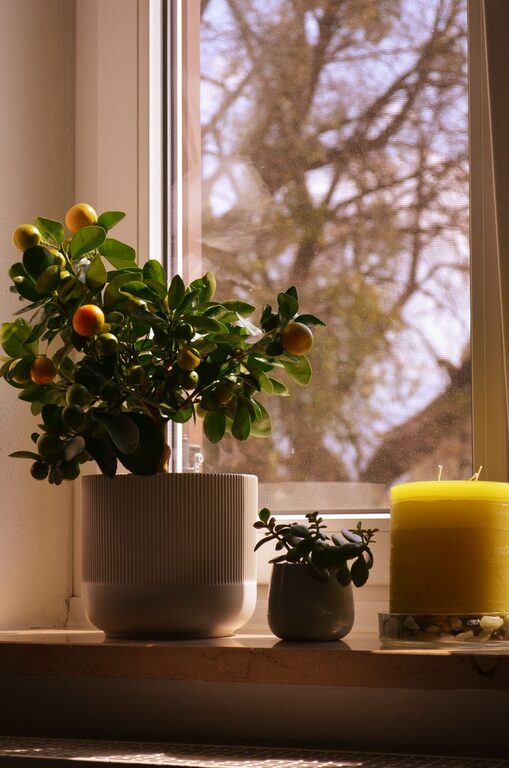 How to Refresh Your Home with Plants for a Greener, Brighter Space